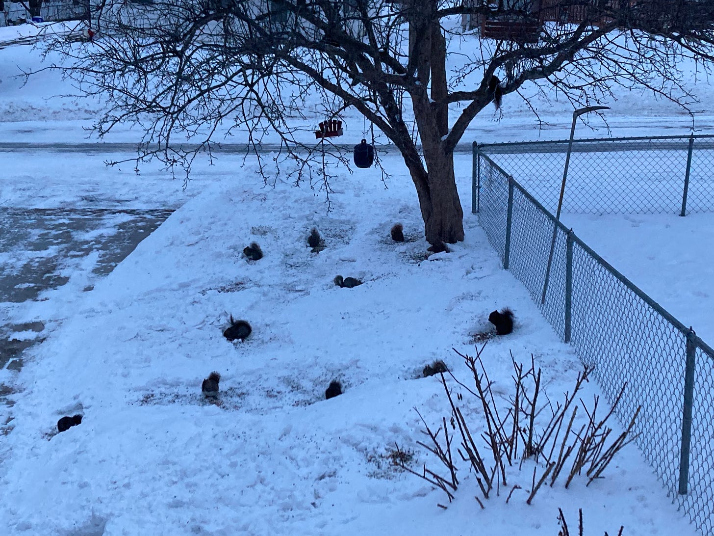 Numerous squirrels eating seeds under a bare tree next to a chainlink fence in the snow.