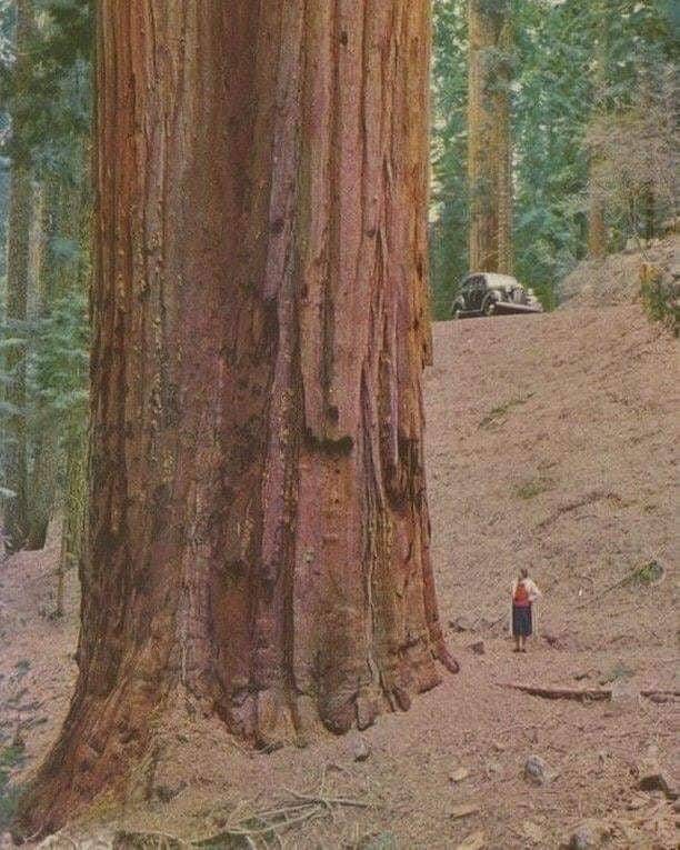 https://unsubconscious.tumblr.com/post/189824297951/a-woman-admires-the-enormous-size-of-a-sequoia