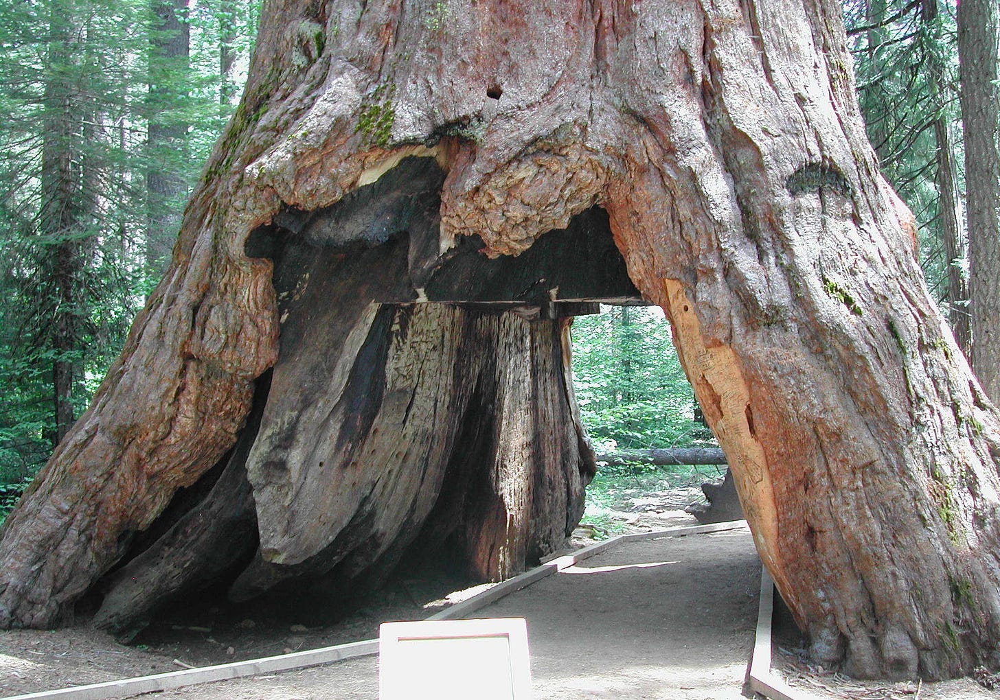 Iconic Sequoia 'Tunnel Tree' Brought Down By California Storm : The Two-Way  : NPR