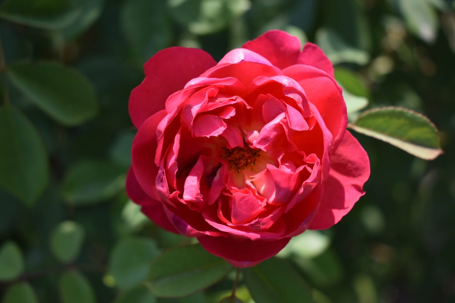 A magenta pink rose, close-up