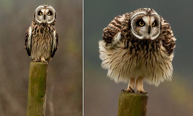 Short-eared owl appears perfectly round after fluffing up his feathers to  keep warm in winter | Daily Mail Online