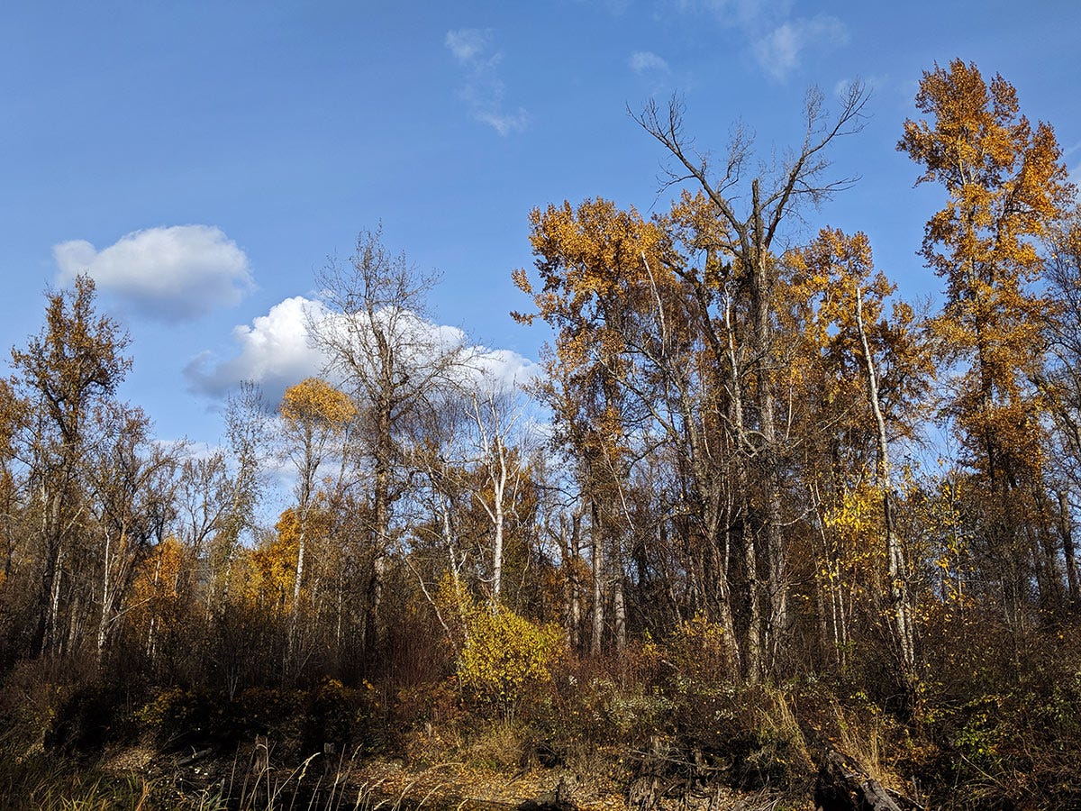 golden cottonwoods and bare trees that already lost their leaves against a blue sky with a few puffy clouds, on a bank above a dark pool cut off from the river