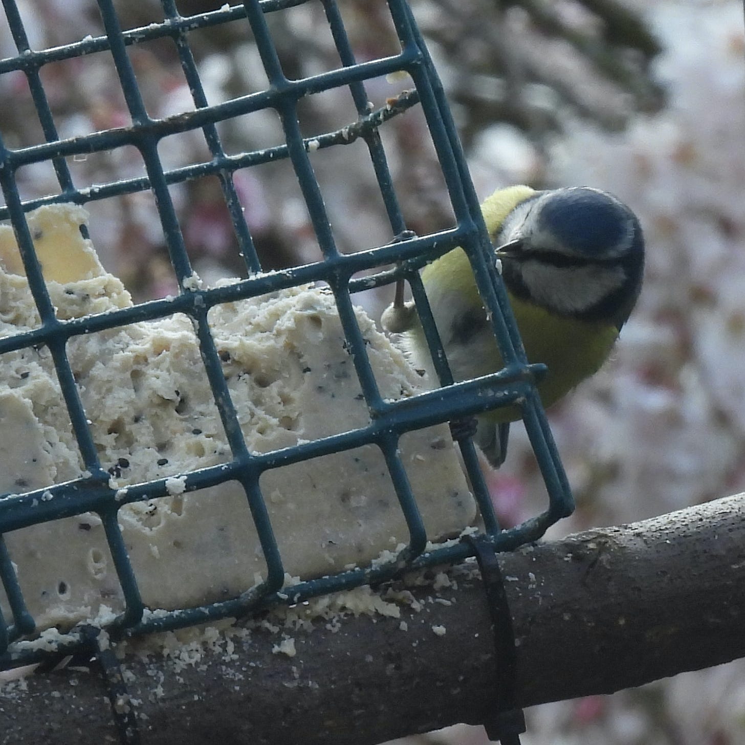 Blue Tit holding onto the side of a suet block cage, looking to the left and showing its blue crown