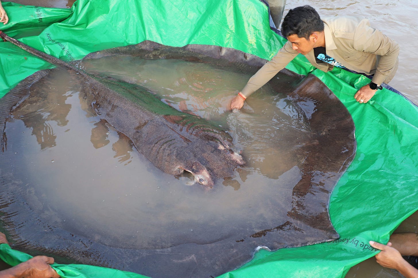 Huge Stingray Becomes World's Largest Freshwater Fish Ever Recorded |  PEOPLE.com