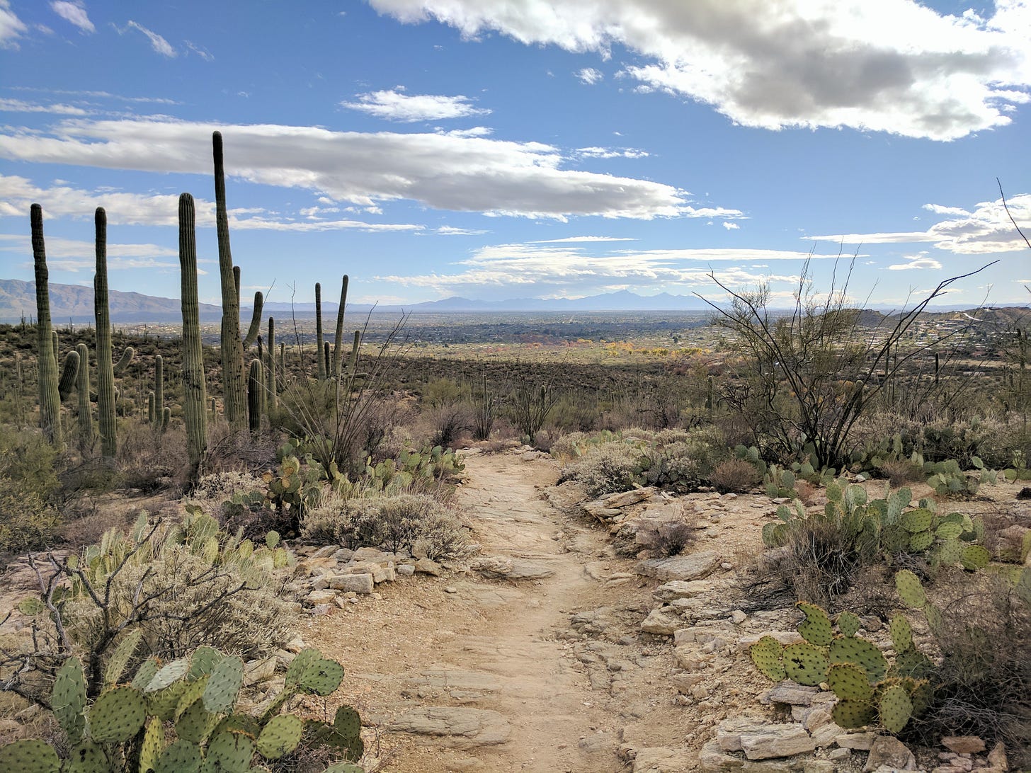 A desert vista with saguaro cactuses