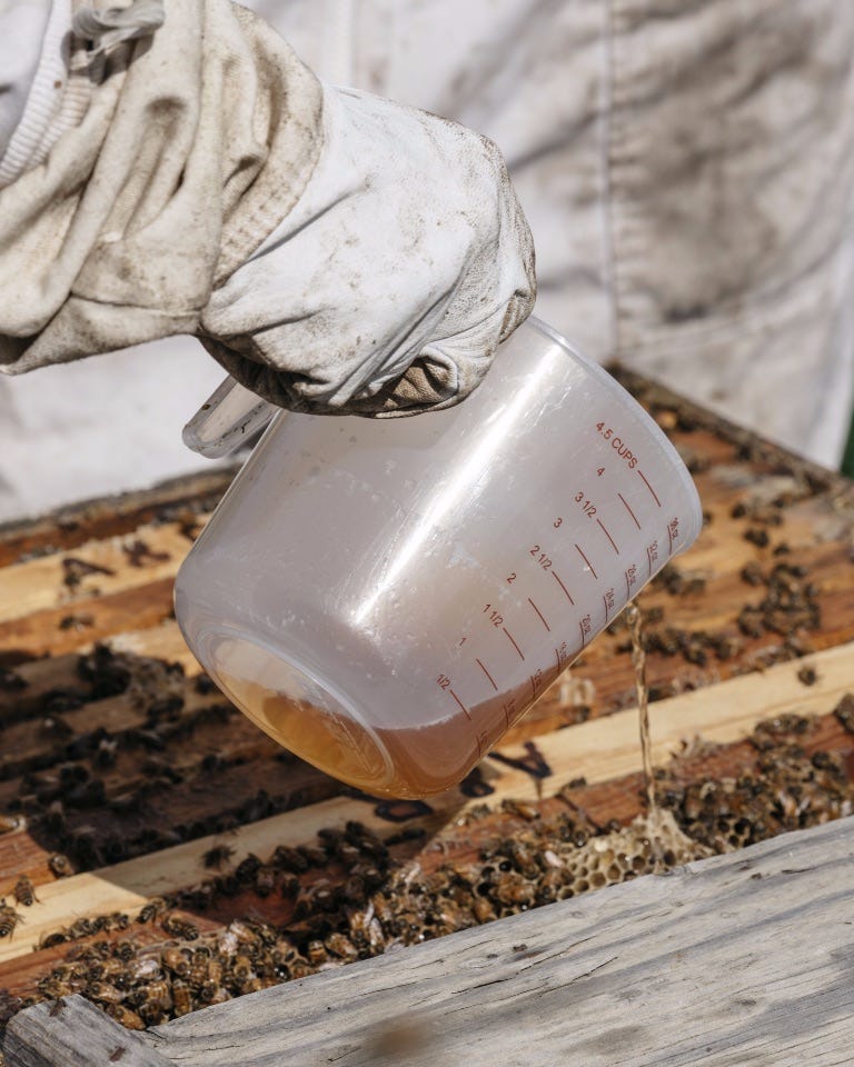 Image of beekeeper pouring liquid into hive.