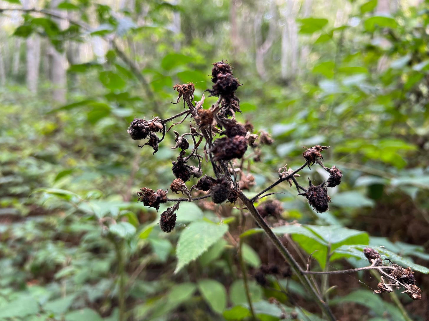 death in the hedgerows