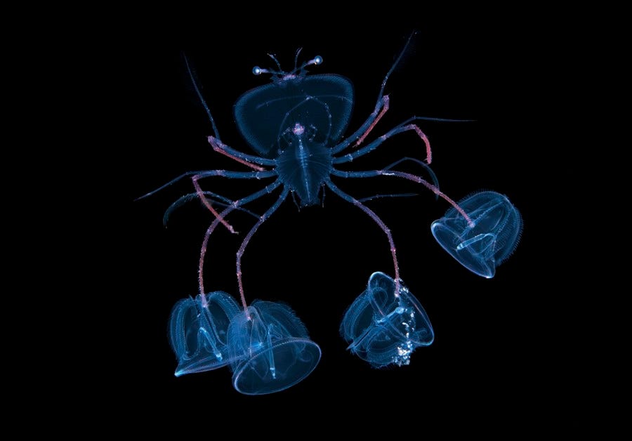 A small larval lobster swims with four tiny larval acorn-shaped worms attached to its legs.