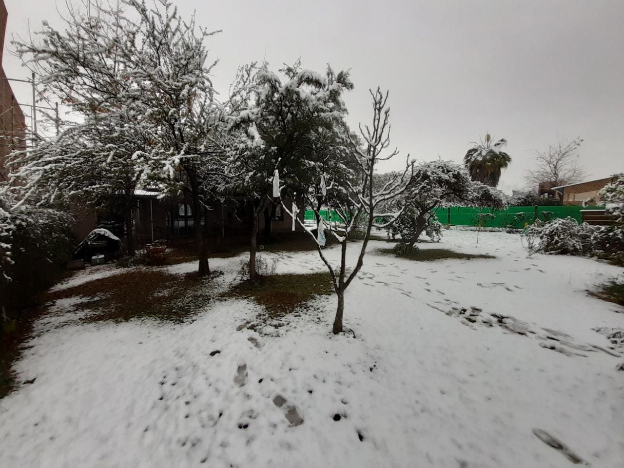 Puede ser una imagen de árbol, cielo y nieve