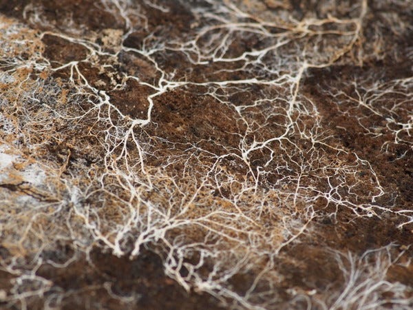Foto de Kirill Ignatyev/Flickr. Descrição de Imagem: uma foto de um fundo terroso, com micélias brancas. São como fios finos, ou uma teia de aranha, que se entrelaçam em nós e contato, formando algo como raízes de uma planta.