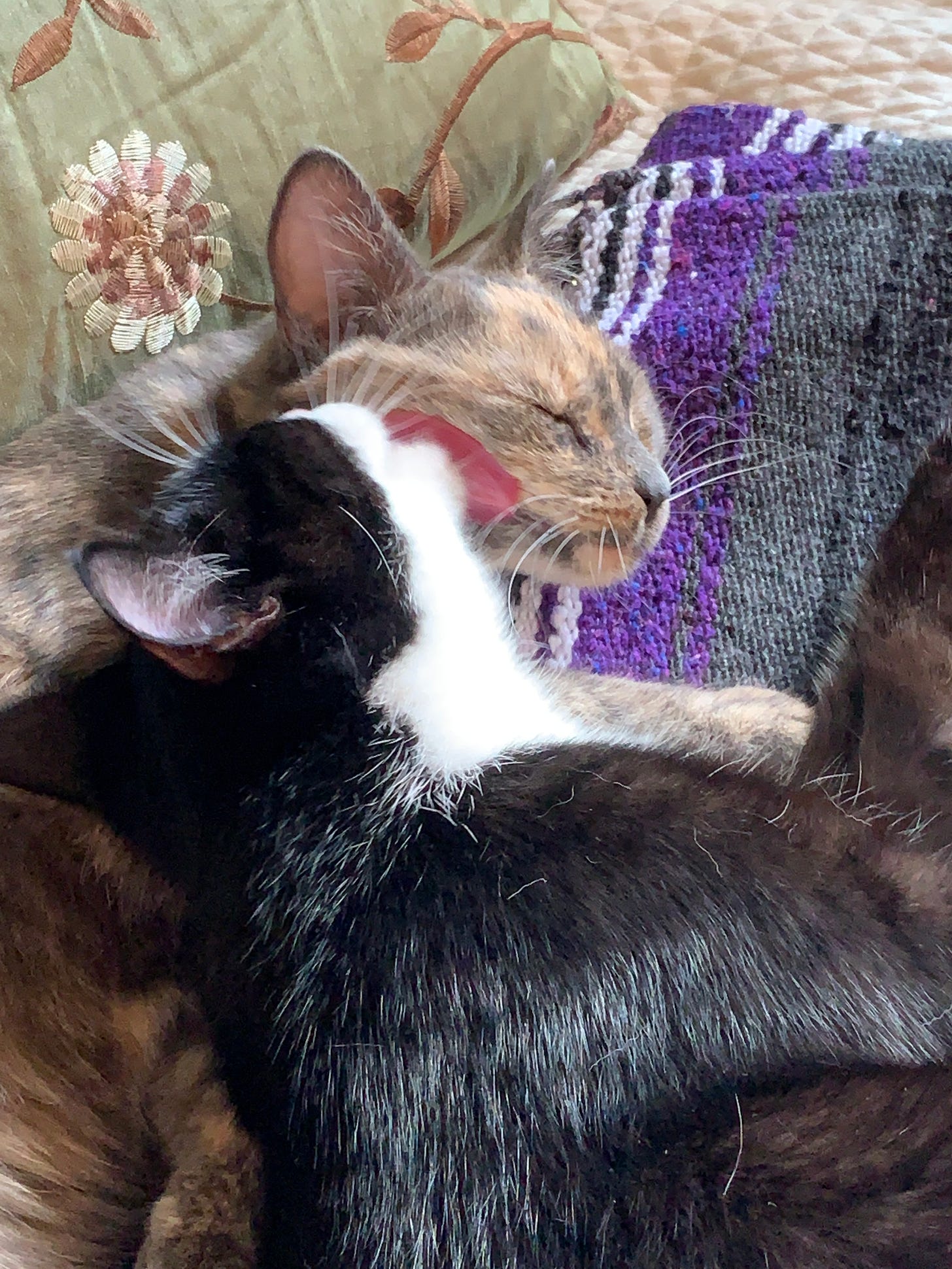 Two cats are lying on a purple and gray blanket beside a green decorative pillow. The tuxedo cat is licking his dilute tortie sister’s face. She looks like she’s smiling.