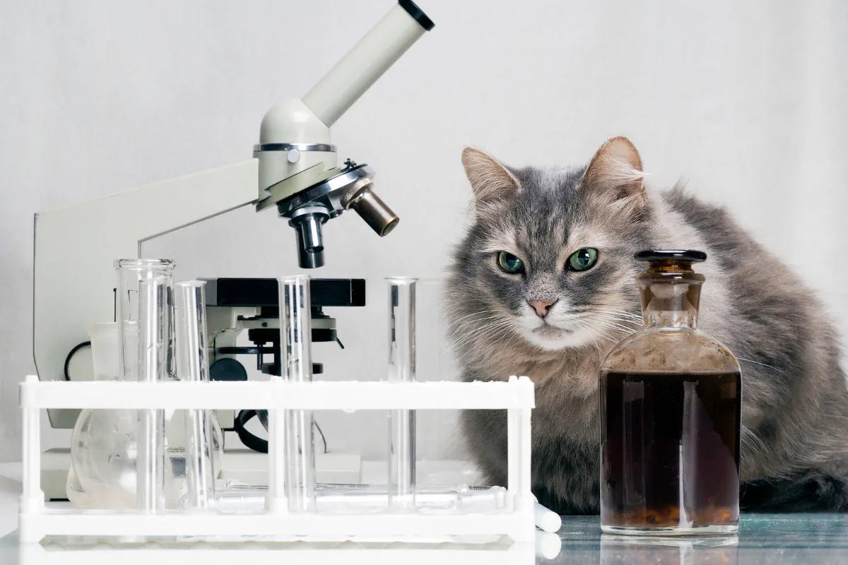 13 Best Scientist Cat Names for your Clever Kitty I Discerning Cat