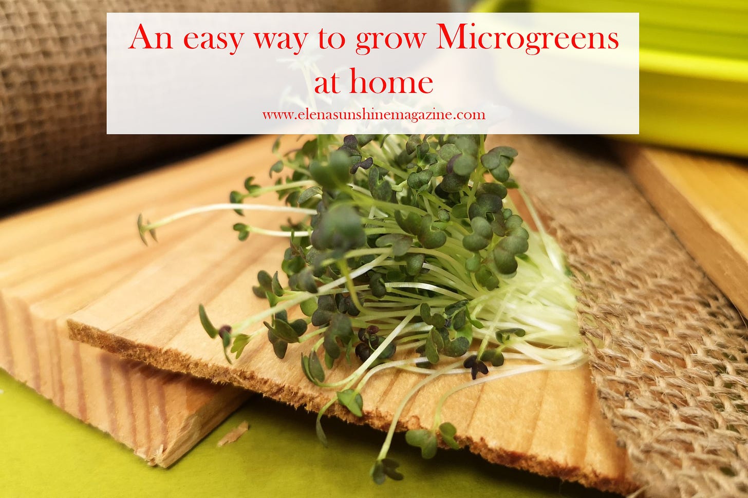 An easy way to grow Microgreens at home