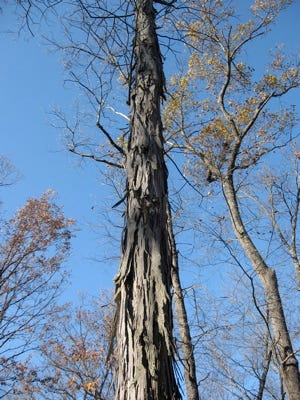 Shagbark Hickory tree. Photo by Collette Greystone