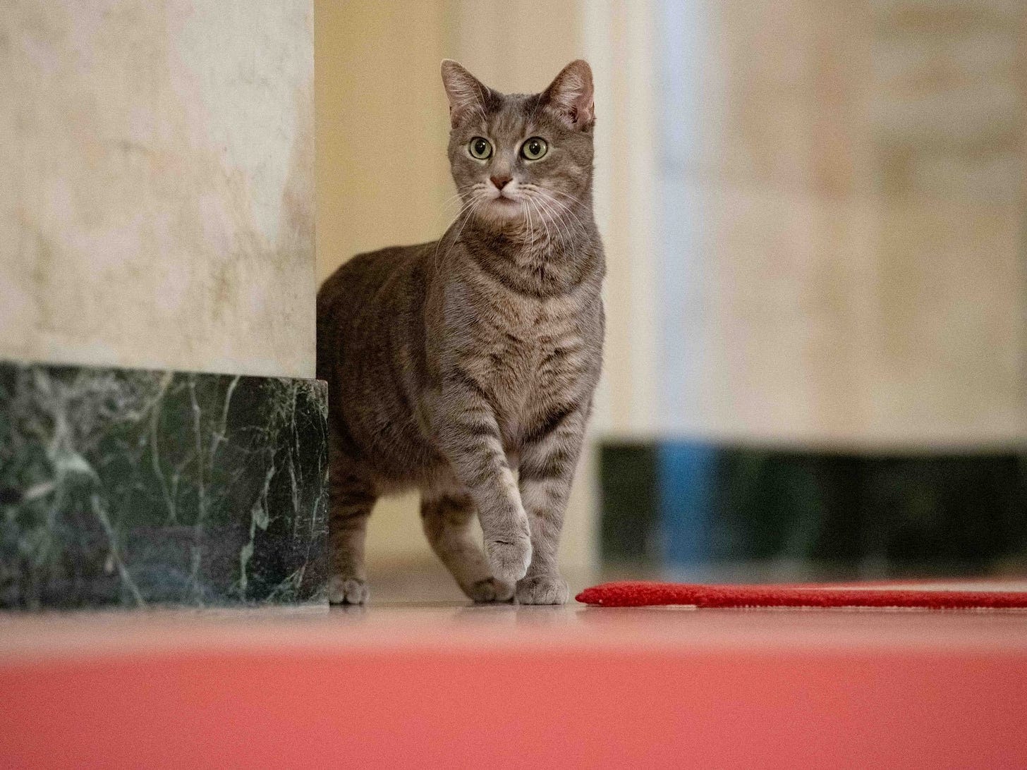 Biden's cat Willow peeks out from behind a corner in a White House hallway. 