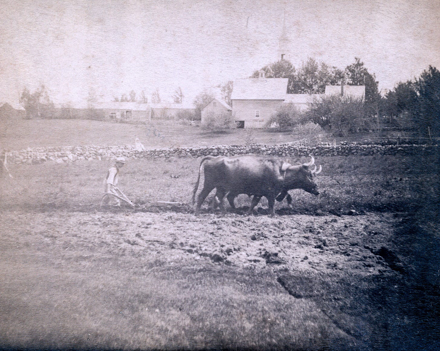 Man plowing field with oxen