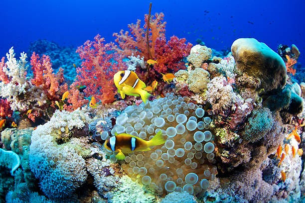 clown fish-amphiprion bicinctus - ocean biodiversity stock pictures, royalty-free photos & images