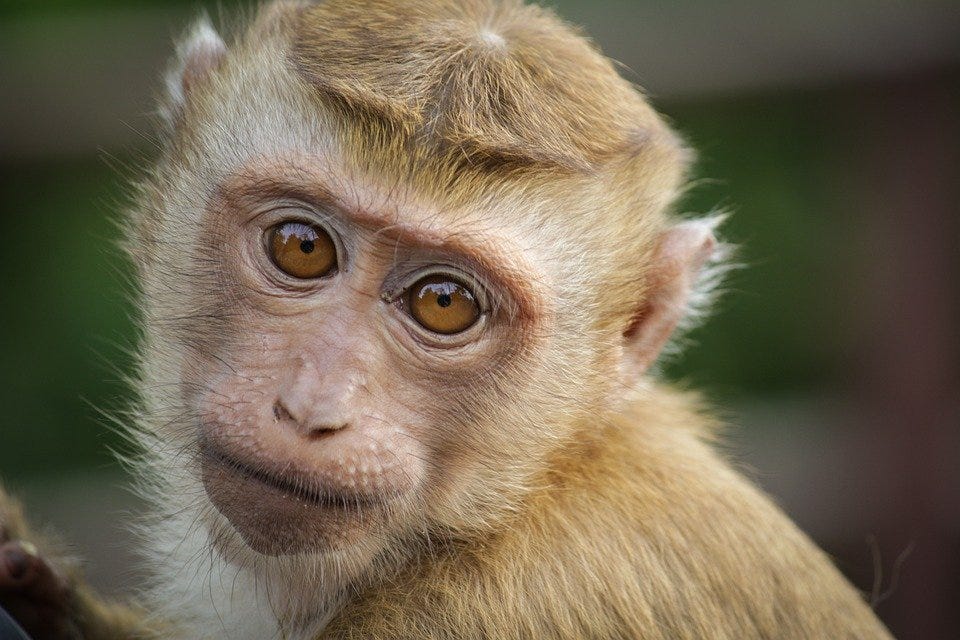 Monkey, Eyes, Animal, Primate, Cute, Zoo, Wild