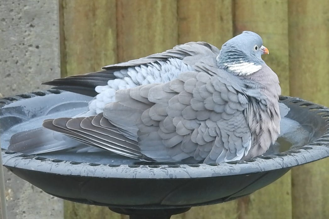 Wood Pigeon facing to the right, sitting in a bird bath with its feathers raised