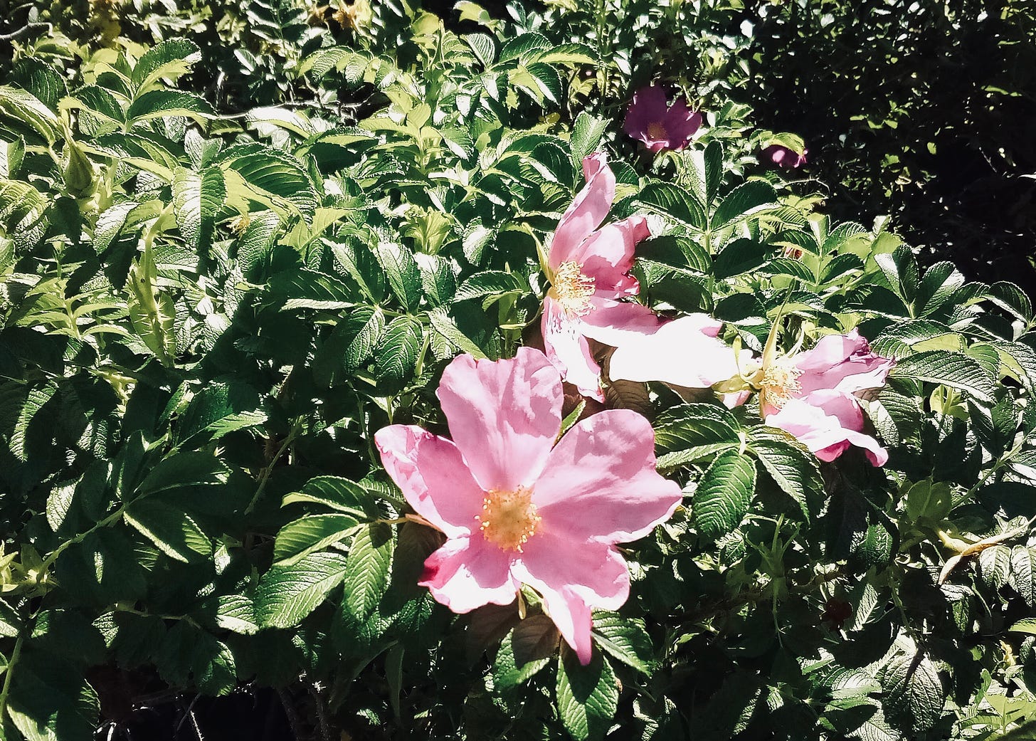 Pink rose blossom