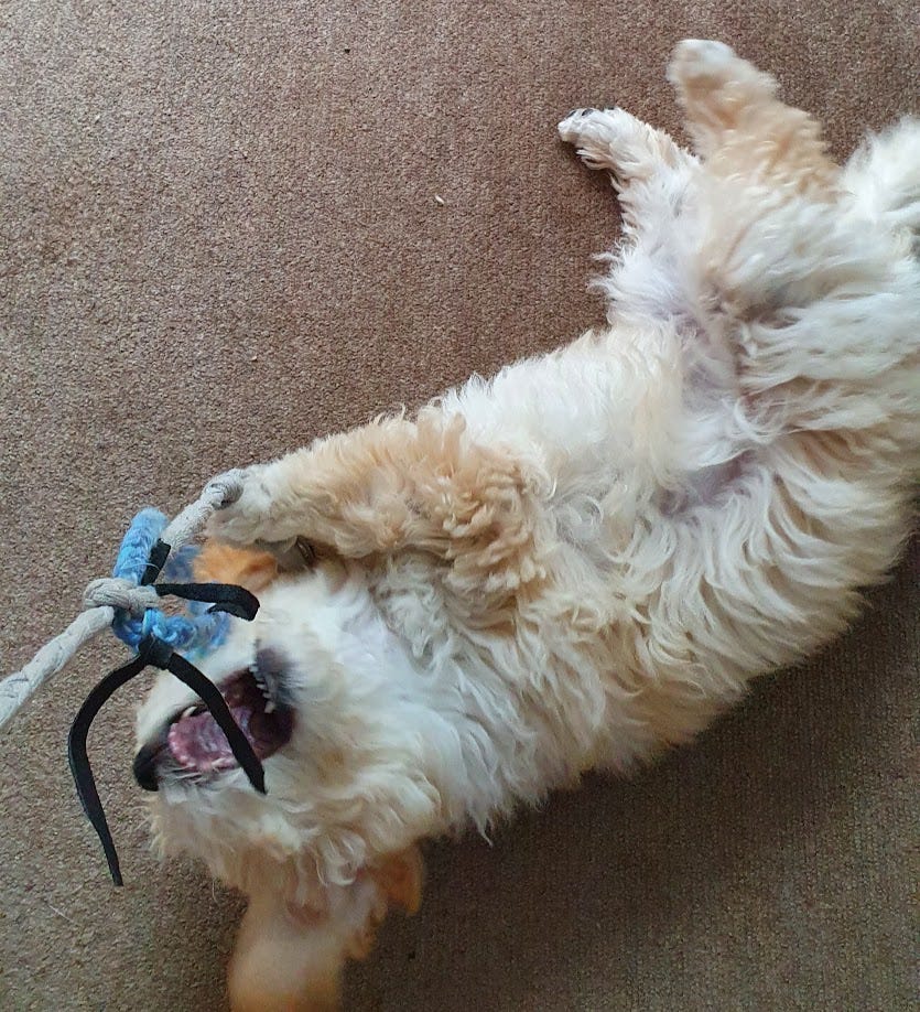 a blonde puppy lying on her back and trying to catch and bite a toy made of string and leather. she looks both cute and ferocious