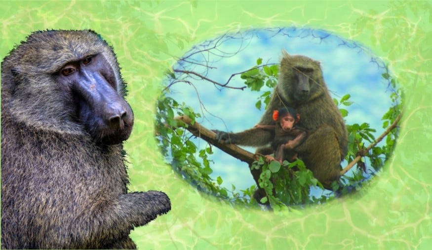 Baboon remembers his Mom in a thought balloon