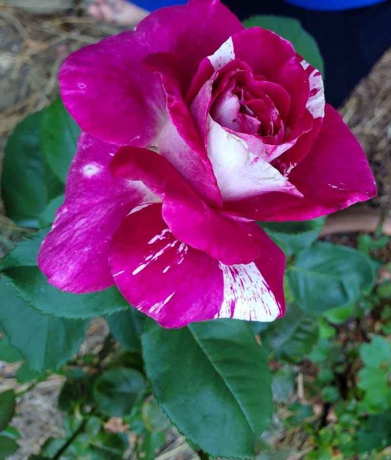 A beautiful fushia color rose with a textured white stripe through it. “Neil Diamond” hybrid tea.