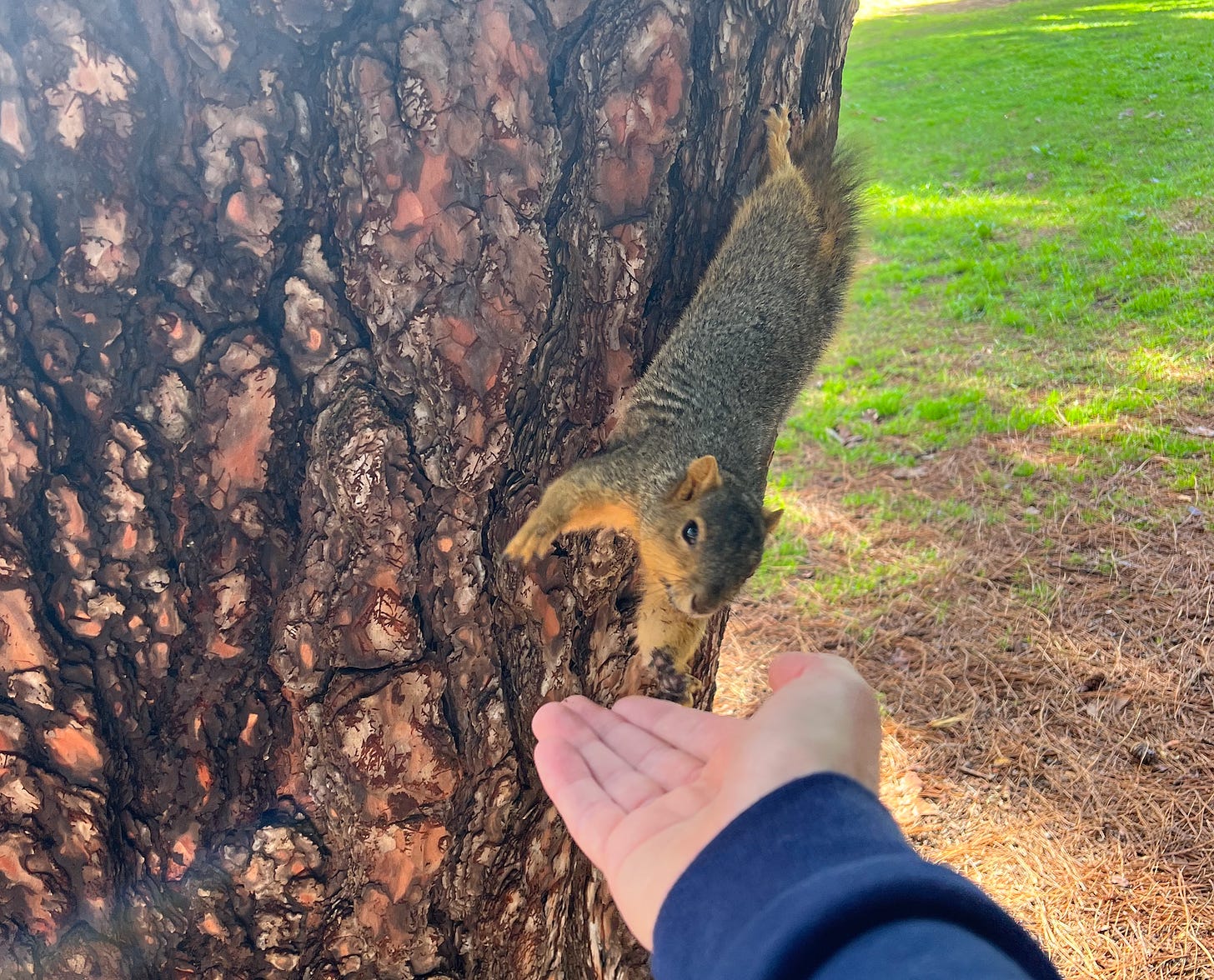 I took a photo as the squirrel reached out from the tree to touch me