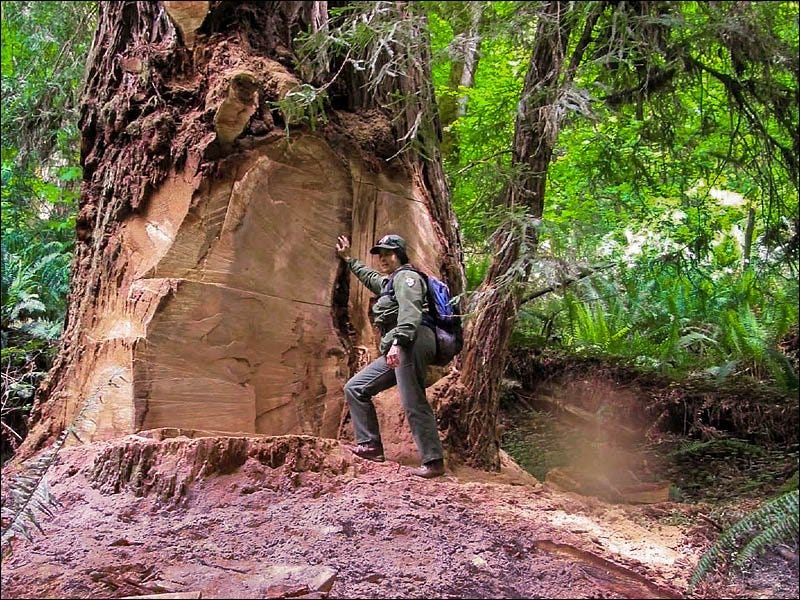 Fusion Giant Caost Redwood, aka Melkor or Melcor, in Redwood National Park.