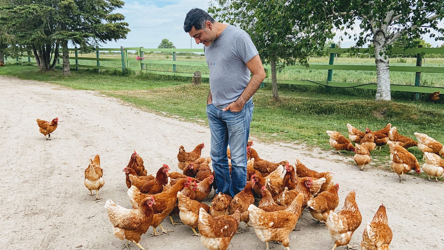 Man surrounded by swarm of chickens.