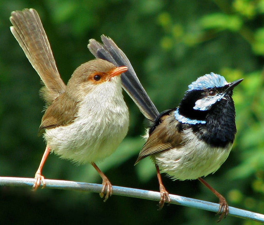 Superb Fairy Wrens | A male and female superb fairy wren pai… | Flickr