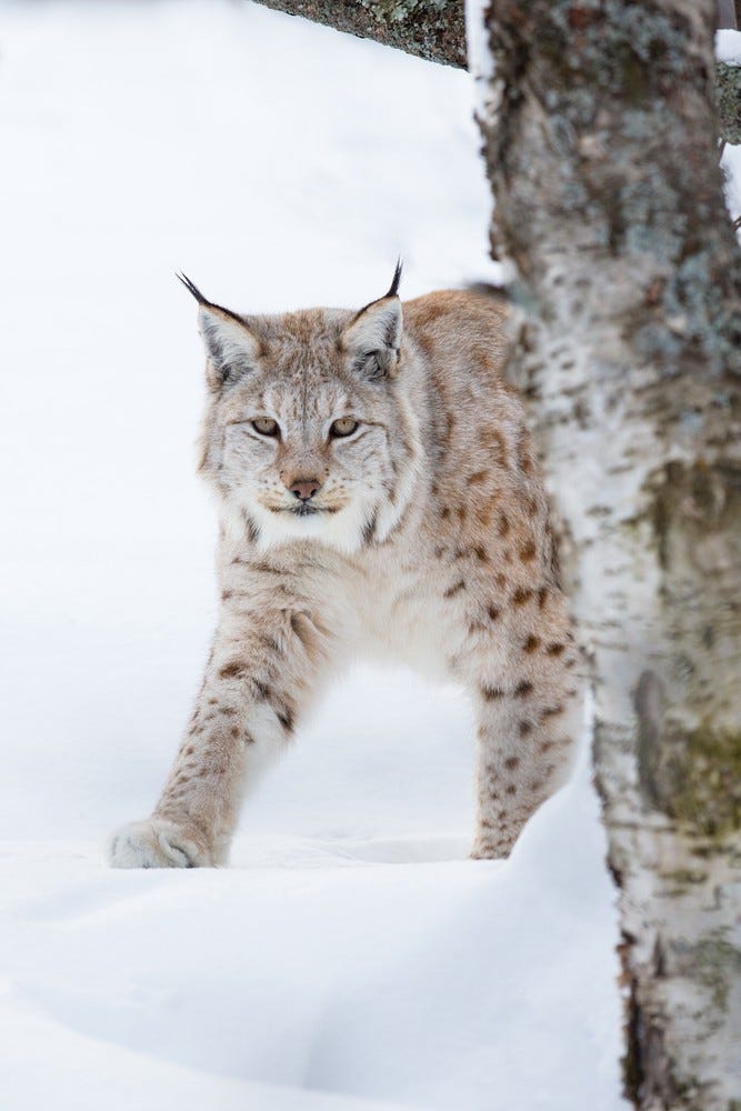 Sneaky Lynx