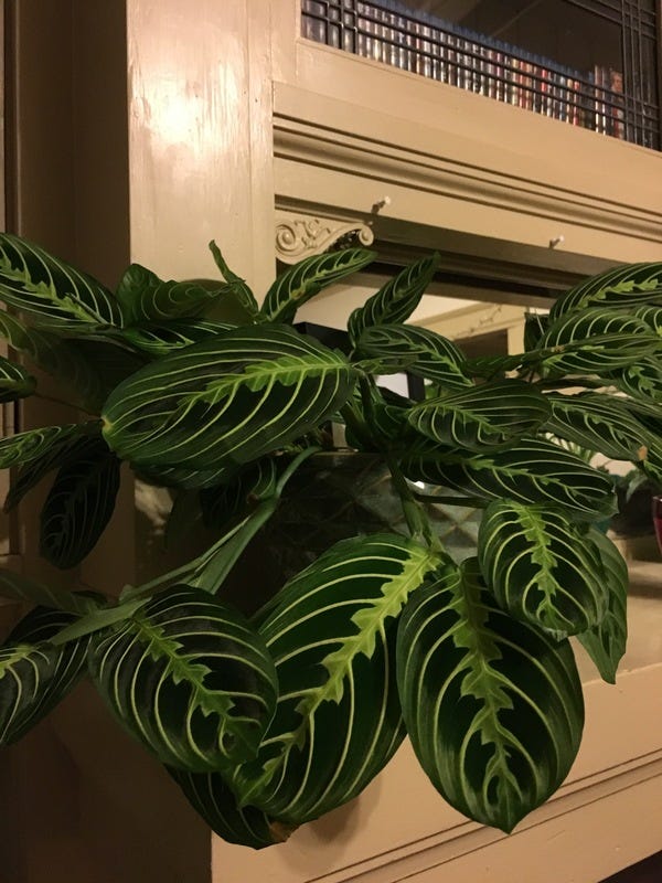 A recent article in the Washington Post suggests that Millennials are substituting plants for children (and perhaps pets). Here’s loyal subscriber Niki’s plant, Sideshow Bob. Niki is great and is the guest on this week’s episode of The Highlighter Podcast: j.mp/hipod.