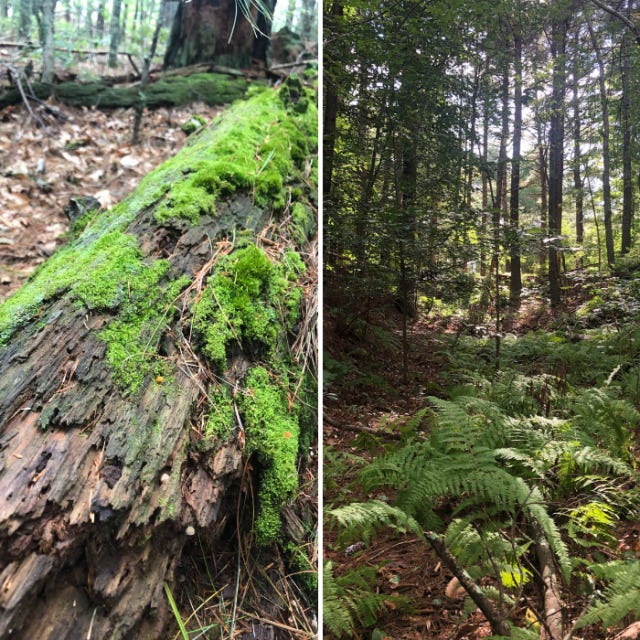 Left image: bright green moss on a rotting log. Right image: dense forest. ferns in the foreground, pine trees in the background