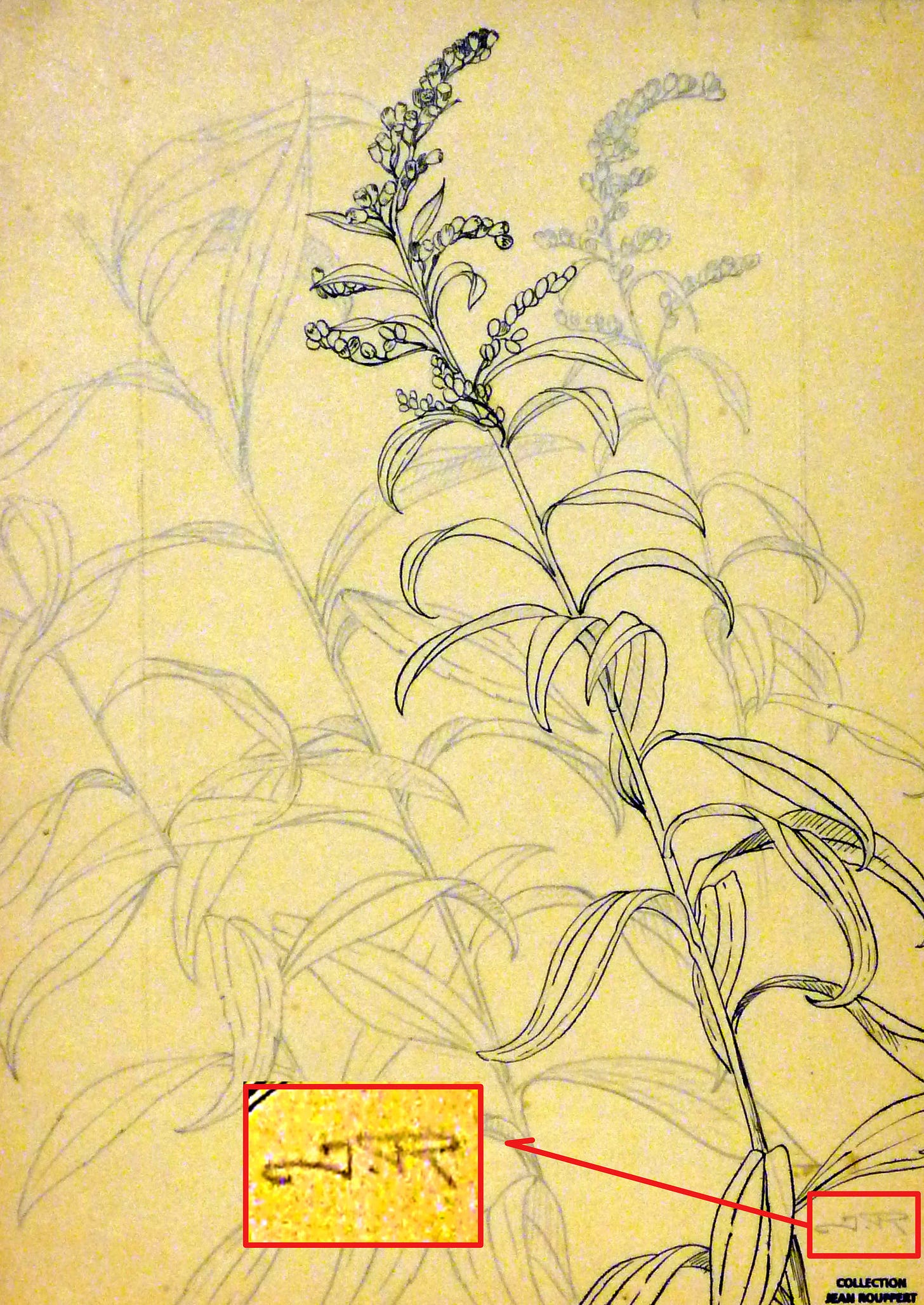 Jean Rouppert, Gerbe d'or, floral studies, pencil and ink on paper, signed, undated (private collection).