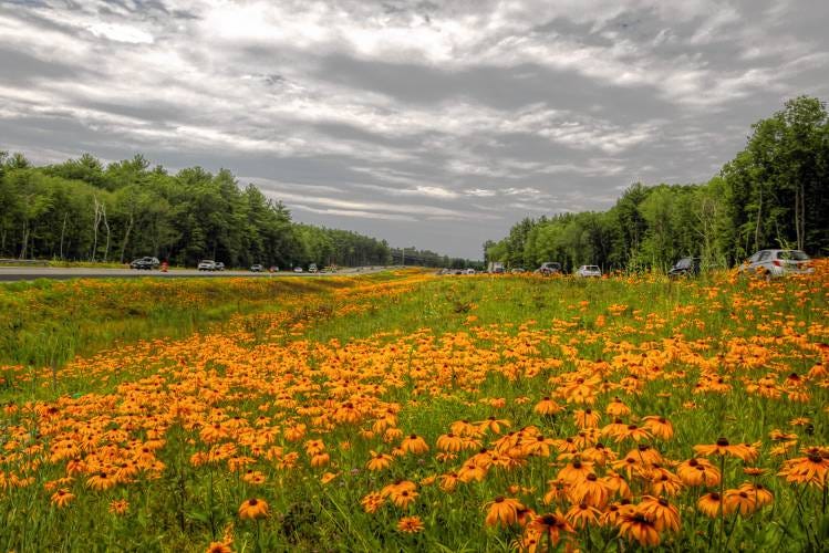 Image of wildflowers along road.