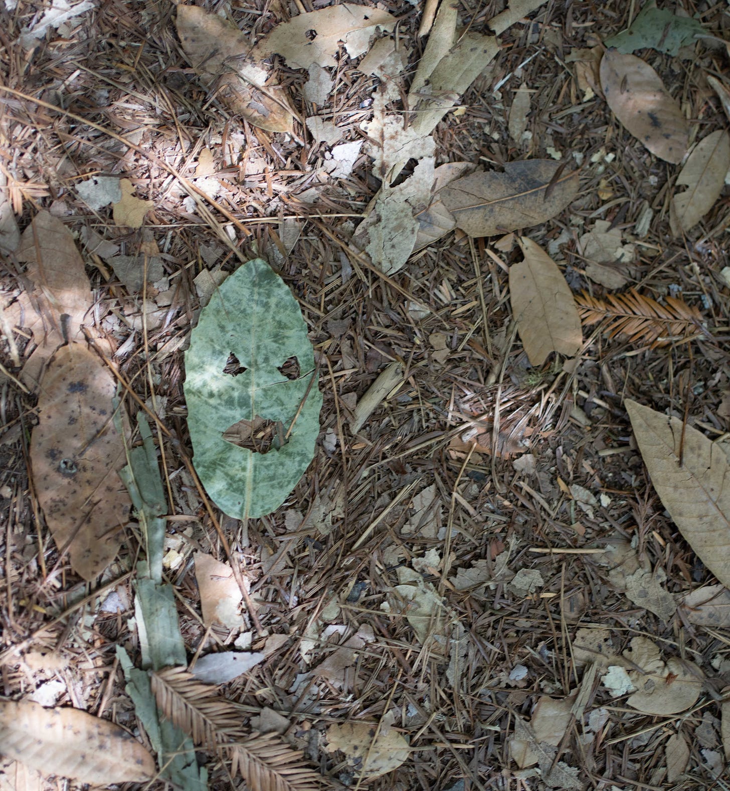 Photo of a green leaf fallen on the ground with holes in it that resemble a face. It sits amongst other dried leaves and dirt on the ground