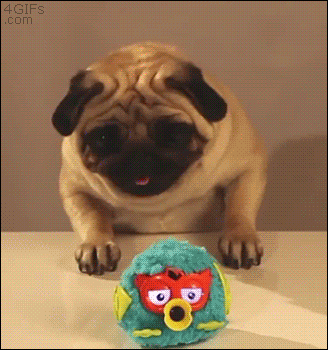 GIPHY of a pug playing with what looks like a Furby doll, except it looks like the pug is a DJ scratching invisible records on an invisible turntable.