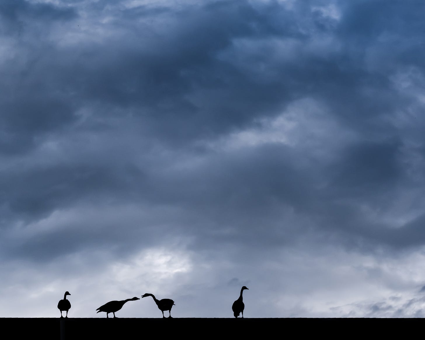 Four geese standing on a roof under cloudy skies. Two of the geese are interacting with each other and making conversational sounds.