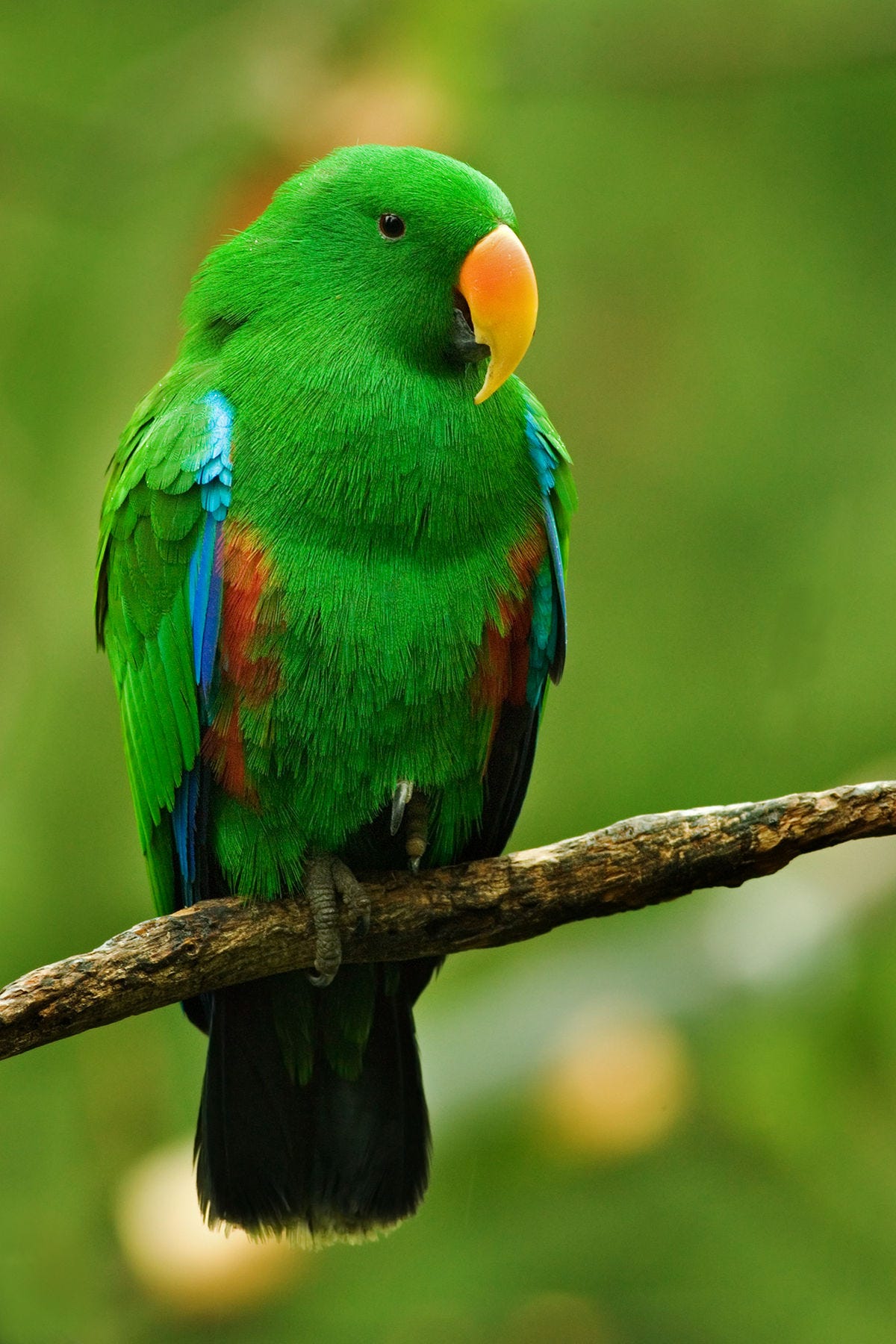 File:Male Eclectus Parrot.jpg - Wikipedia