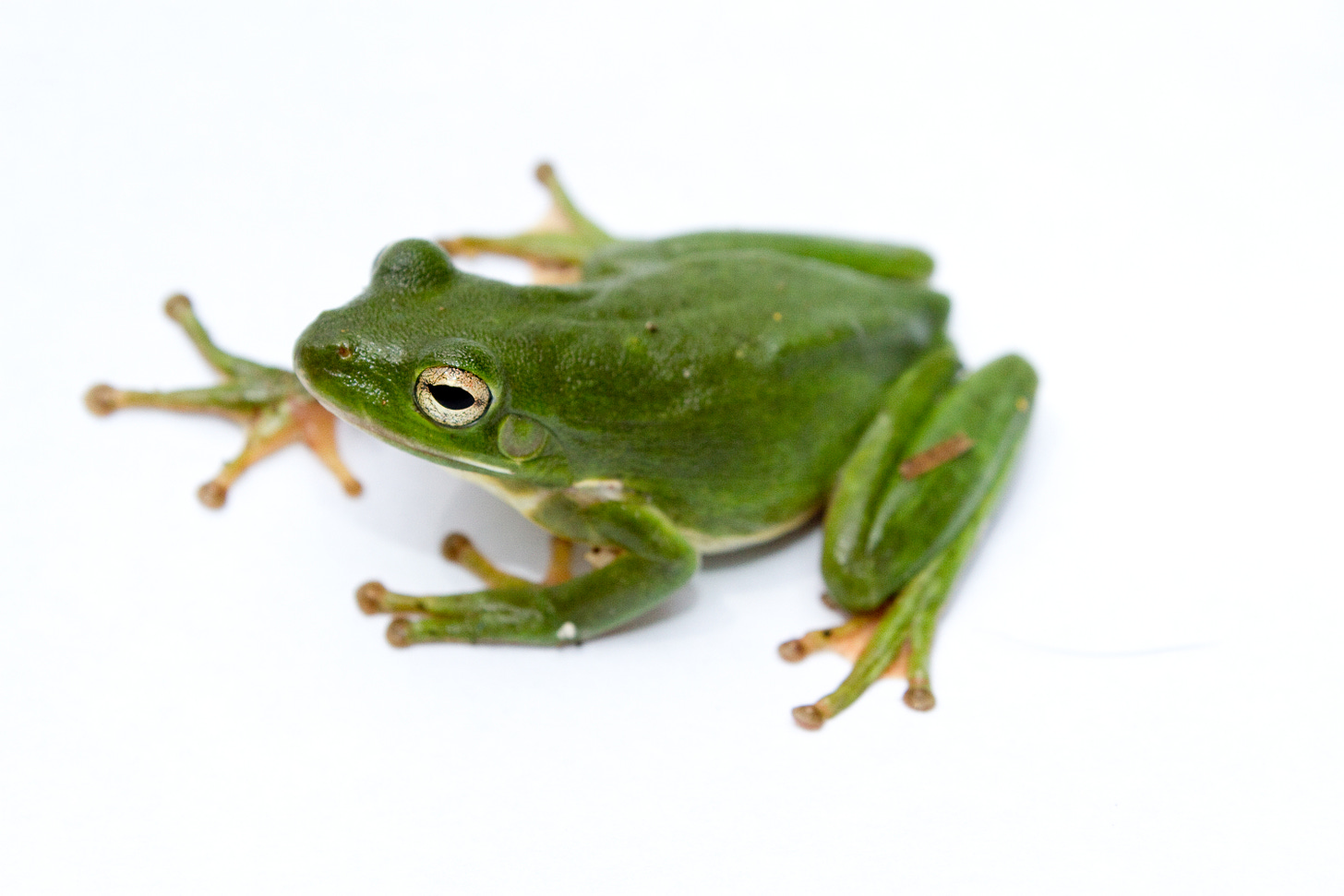 File:Green treefrog.jpg - Wikimedia Commons