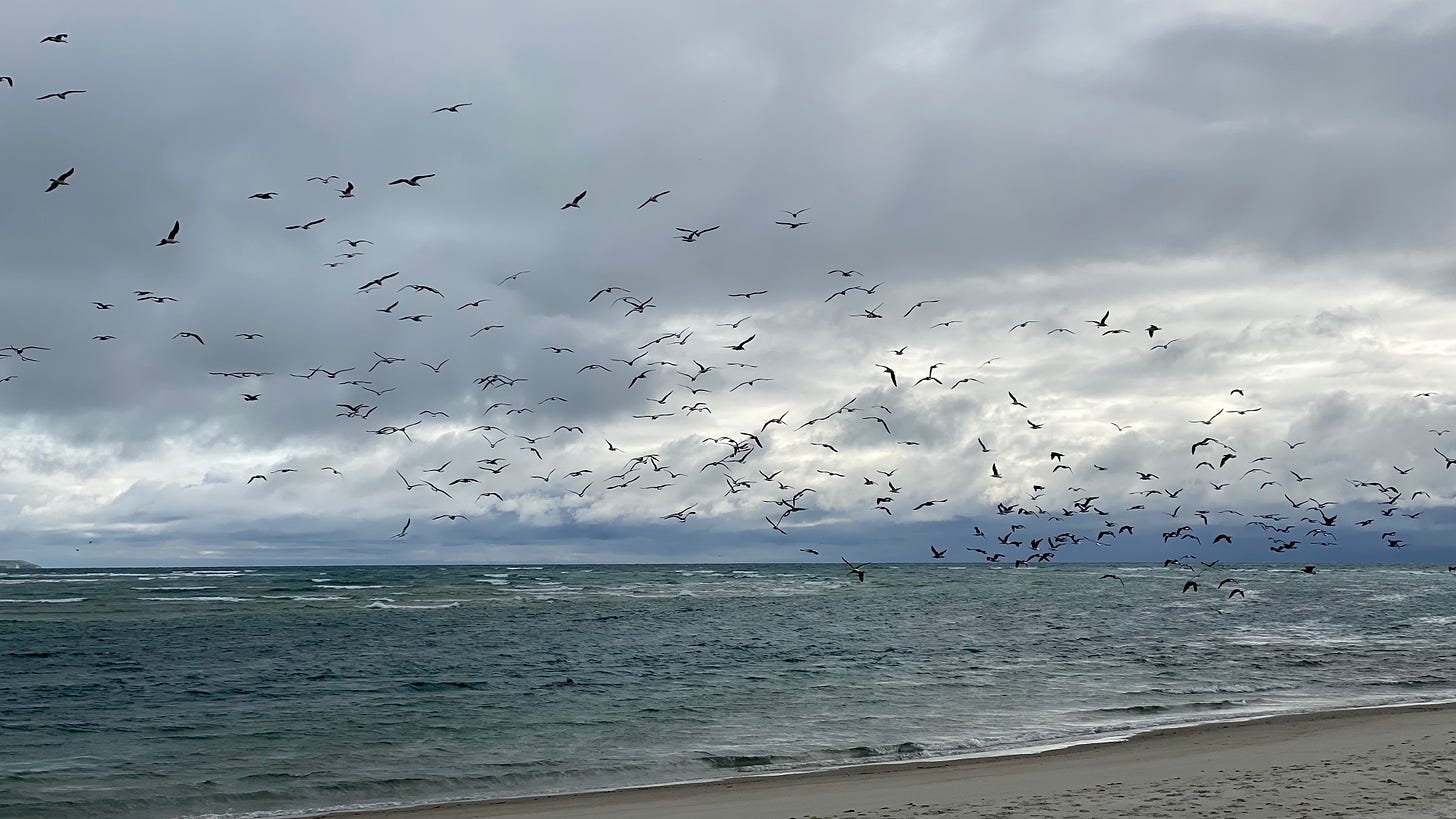 Black-backed gulls at Waitati beach