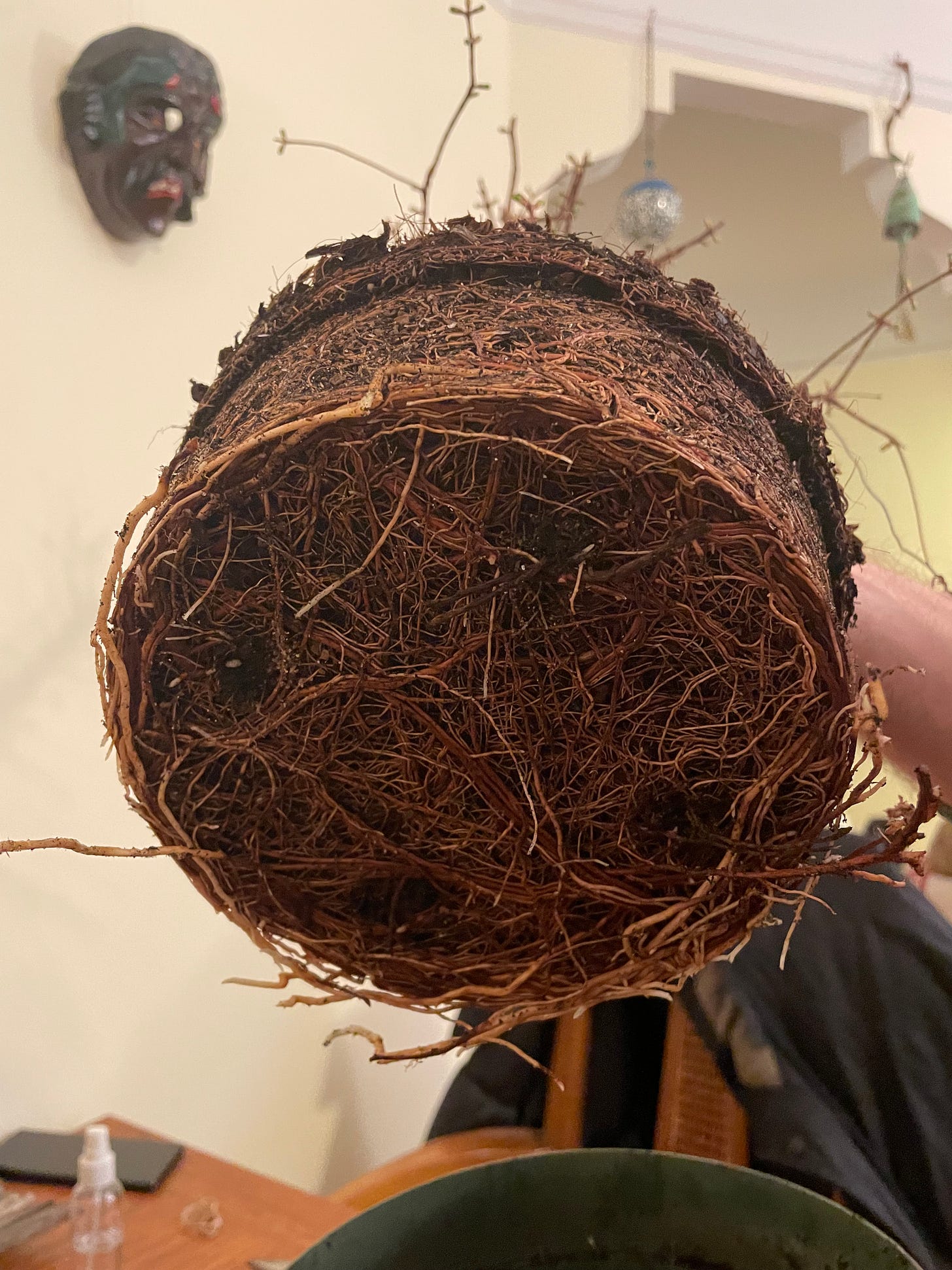 ID: Photo of the rootball of my dawn redwood tree, pulled from its pot, with roots growing everywhere, I mean a real wall of roots.