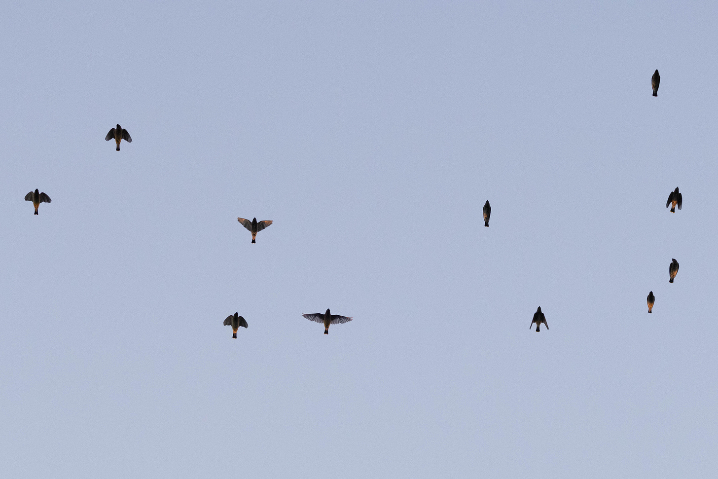 the silhouettes of a eleven short-winged songbirds flying against the pale sky