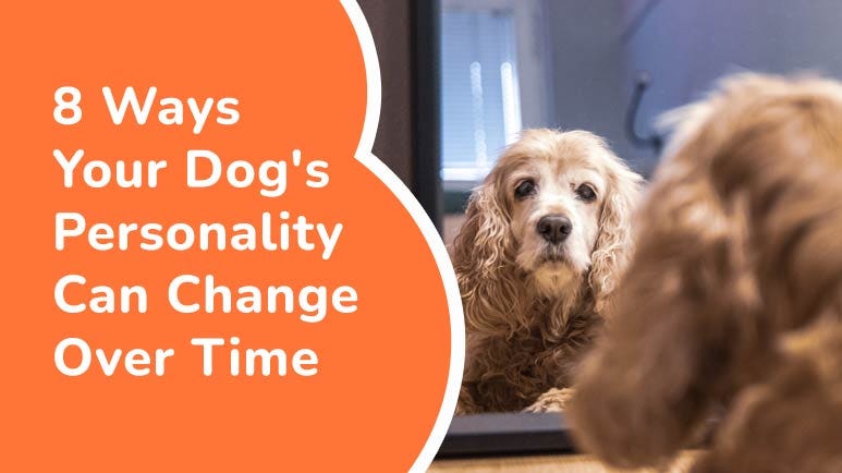 dogs personality can change over time