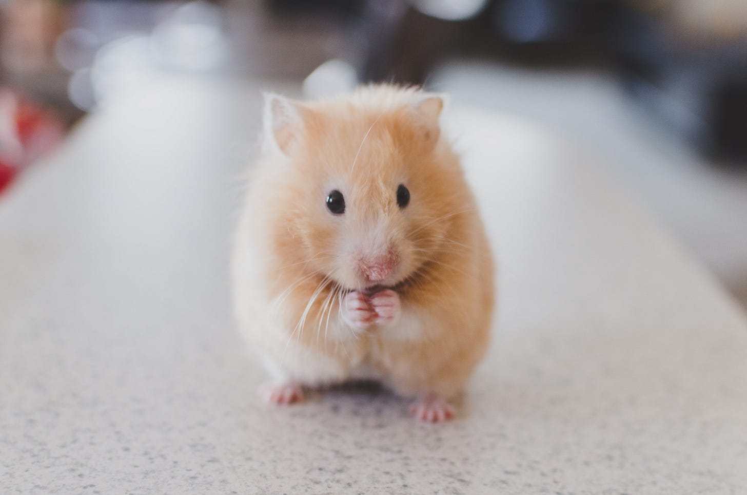 cute hamster photo - jonathan isbill - how not to worry