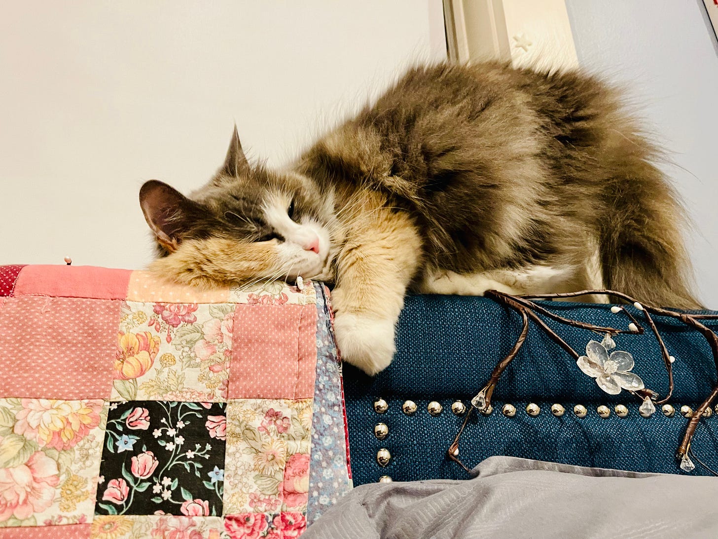 Cat on top of a headboard, holding it with her paws, bum in the air, leaning into a quilt
