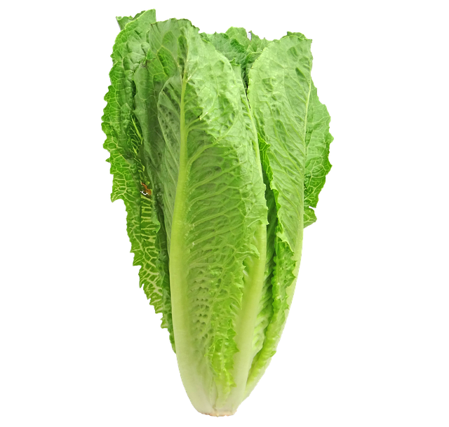 A head of Romaine lettuce. The main culprit in leafy green - E coli outbreaks.