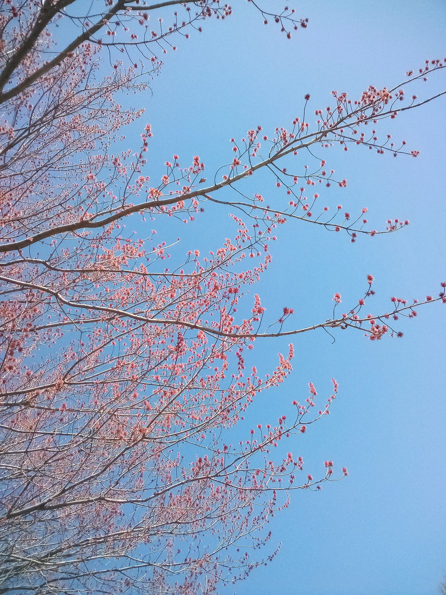 Tree buds against a bright blue sky
