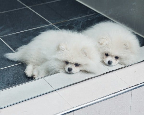 The Big, Controversial Business of Dog Cloning